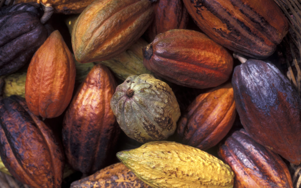 L’INCROYABLE HISTOIRE DU CACAO