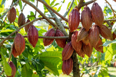 C’est quoi le cacao durable ? Normes et règlement déforestation EUDR.